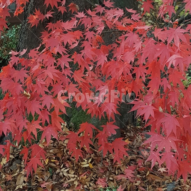 단풍,red,maple,mapletree,가을,fall,autumn,나무,tree,leaf,잎,plant,식물,가을,계절,fall,autumn,season,식물,자연,plants,nature