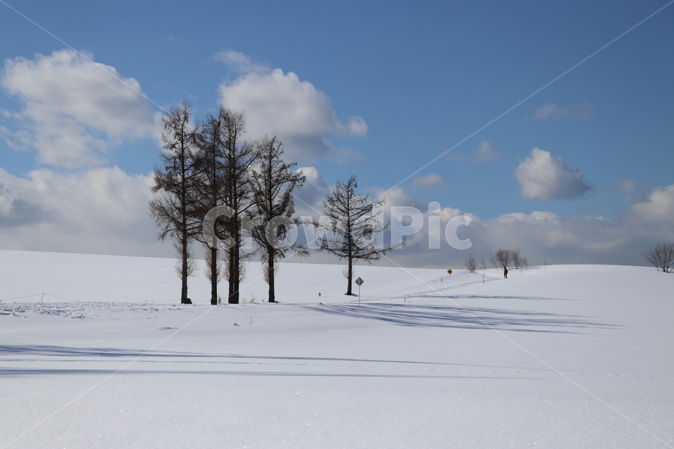 자연,풍경,겨울풍경,눈,나무,설경,시골,시골풍경,겨울시골풍경,겨울,계절,winter,season,자연,풍경,nature,landscape,식물,plants,나무,trees,wood,outdoors,옥외,weather,날씨