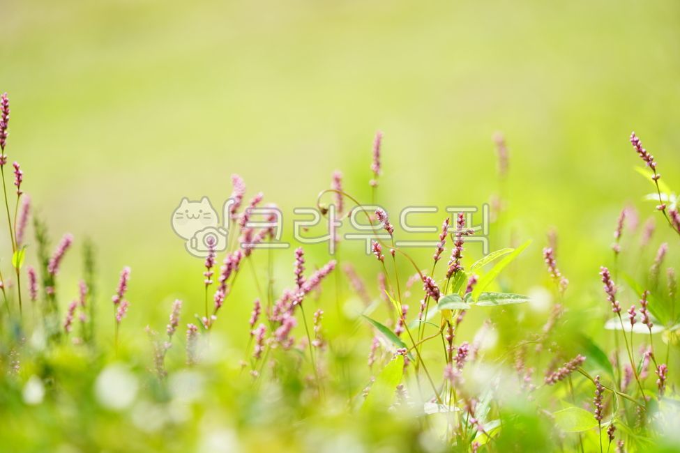 What happened,sprout,color,small plant,nature,plant background,flower garden,cute,grassland,sky sky