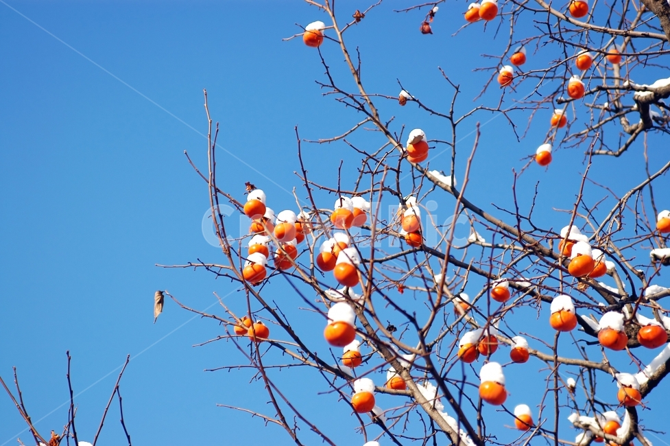 감,감나무,눈,겨울,과일,나무,나뭇가지,계절,자연,맑음,겨울,계절,winter,season,식물,자연,plants,nature,음식,식재료,요리,food,cook,meal,dishes,food reserves,과일,열매,fruit