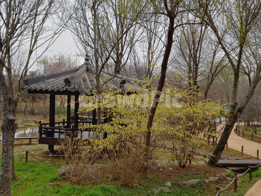 정자,pavilion,개나리,forsythia,나무,tree,koreanforsythia,수목원,정원,garden