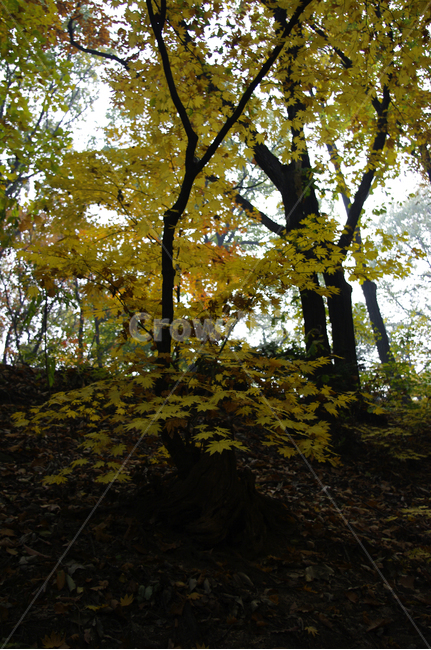 가을,fall,나무,식물,plant,단풍,잎,낙엽,가을,계절,fall,autumn,season,자연,풍경,nature,landscape,tree,tree trunk,나무 줄기,leaf