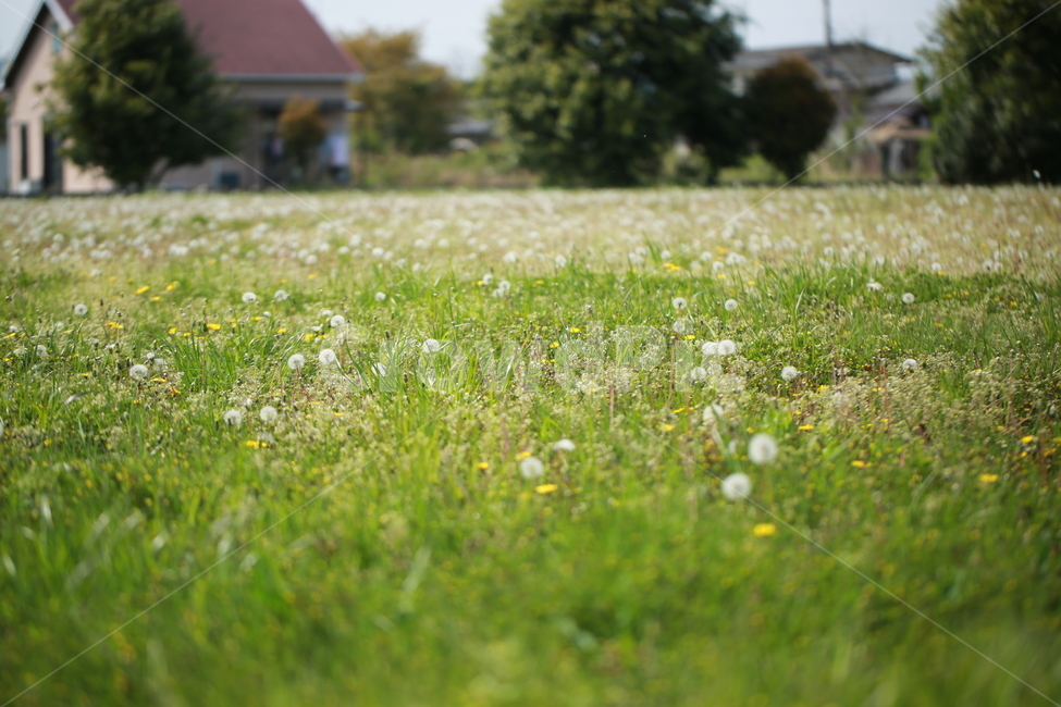 양귀비꽃,민들레,민들레홀씨,봄,들판,자연,풍경,nature,landscape,grassland,목초지,field,들,outdoors,옥외,rural,농촌,farm,농장