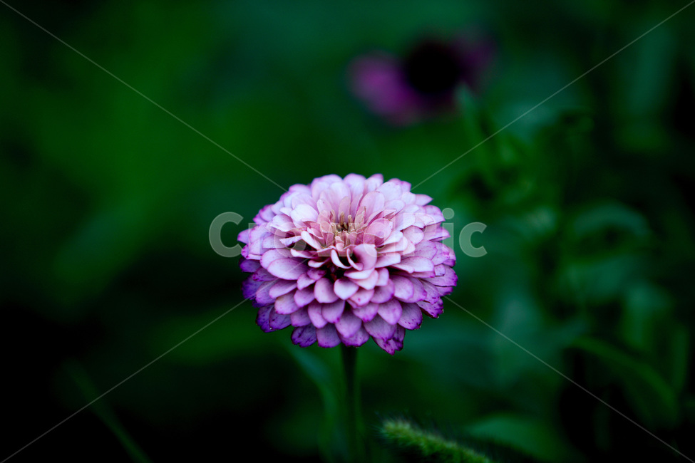 꽃,분홍꽃,식물,자연,들꽃,식물,자연,plants,nature,꽃,flower