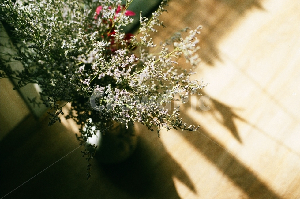 필름사진,꽃,감성사진,풍경사진,화분,식물,자연,plants,nature,꽃,flower,실내용화초,화분,화초,house plant,감성,sensible,feeling,휴식,힐링,rest,relaxation,healing,인테리어,실내디자인,interior design