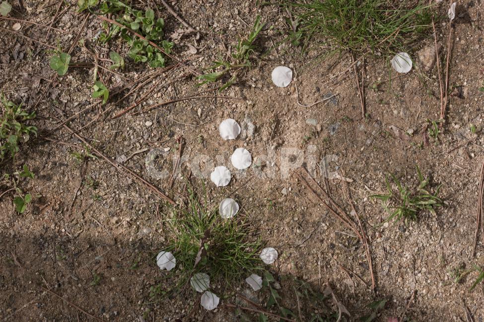 flowers,꽃,봄,spring,botanical,봄,계절,spring,season,꽃,flower,ground,바닥,nature,자연