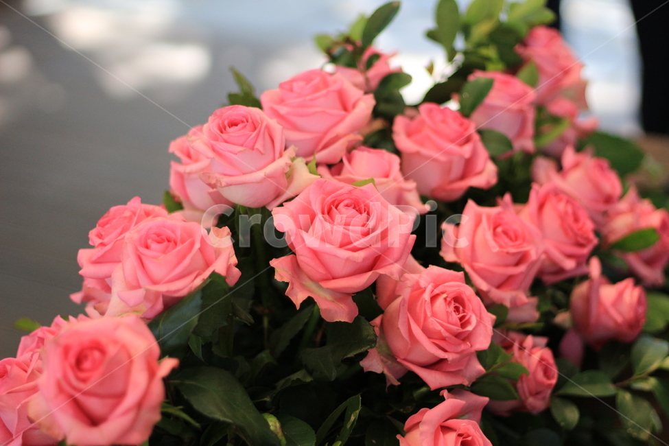 봄,꽃,장미,나들이,축제,주말,일상,봄나들이,spring,flower,pink,분홍색,분홍,꽃분홍,따뜻함,행복,아름다움,식물,자연,plants,nature,꽃,flower