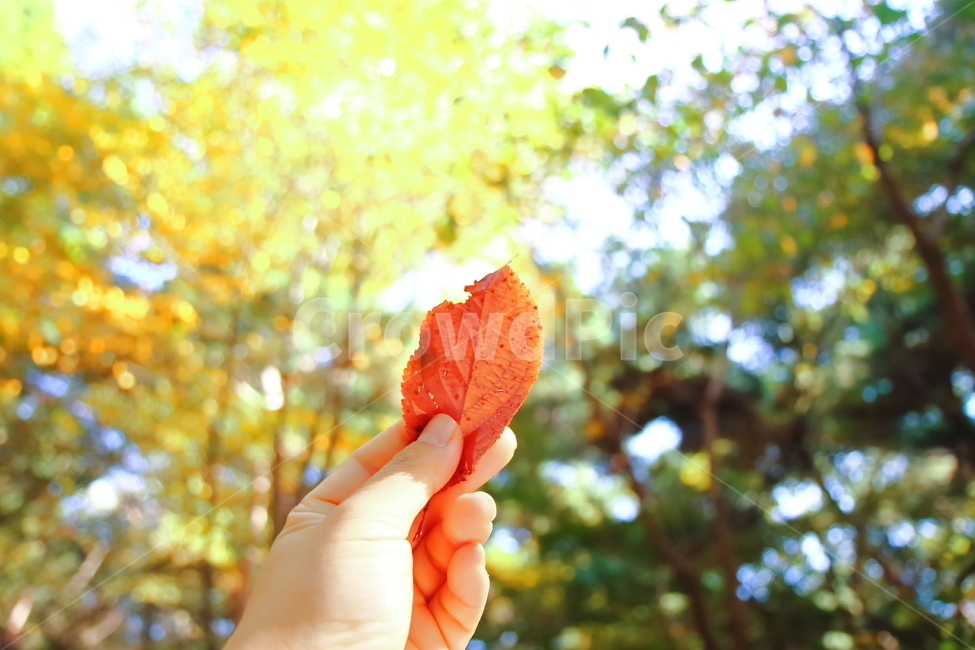 낙엽,가을,fallen,fall,가을산,풍경,하늘,10월,가을,계절,fall,autumn,season,자연,풍경,nature,landscape,사람,인물,인간,human,person,신체일부,몸,body,leaf,잎,plant,식물,tree,나무