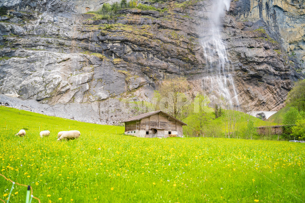 라우너트부넨,lauterbrunnen,스위스,양,초원,자연,녹샌,목초지,동물,animal,field,들,nature,민들레