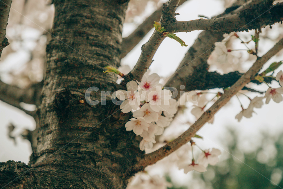 자연,식물,꽃,벚꽃,봄,아름다운,flower,벚나무,tree,봄,계절,spring,season,식물,자연,plants,nature,꽃,flower,나무,trees,wood,plant