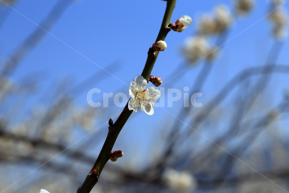 벚꽃,매화꽃,매화,백매화,cherryblossom