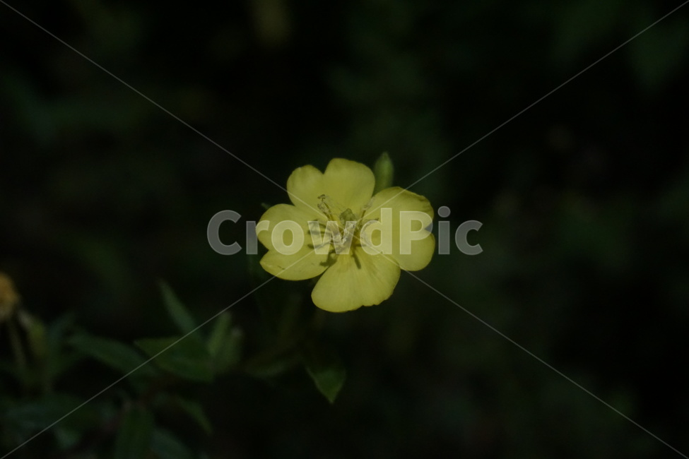 달맞이꽃,해방초,꽃,식물,여름꽃,자연,flower,nature,placts,노란색,화단,우아한,아름다운,가든