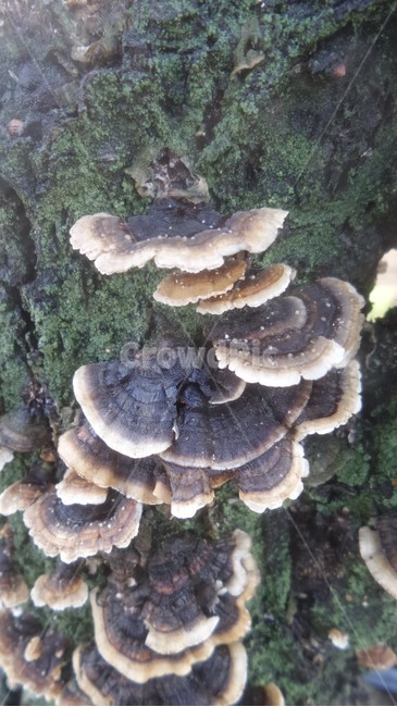 운지버섯,구름버섯속,약용식물,구멍장이버섯과,구름버섯,버섯,mushroom