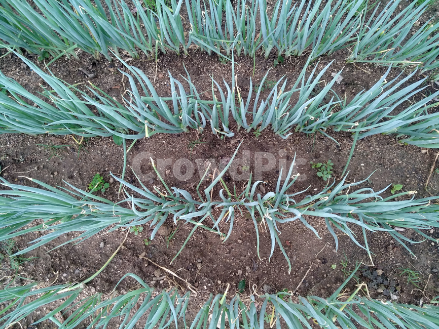 파,대파,채소,야채,파재배,농작물,채소,야채,vegetables,농업,농사,agriculture,farming,farming industry