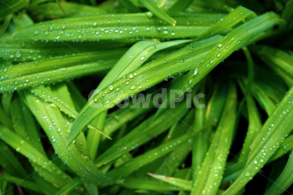 물방울,자연,식물,싱그러움,잎,접사,빗방울,식물,자연,plants,nature
