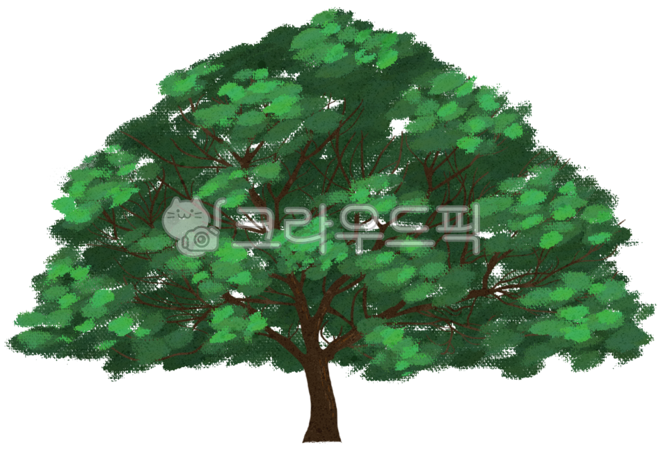 green,tree,Oak,tree illustration,sycamore,illustration