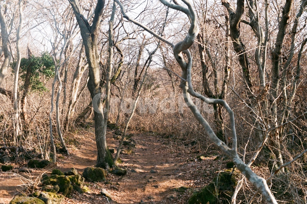 제주도,사려니숲길,jeju,나무,겨울,제주겨울,숲길,산책로,자연,풍경,nature,landscape,tree,plant,식물,tree trunk,나무 줄기,ground,바닥