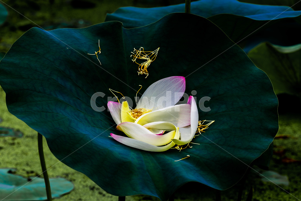 연잎,꽃잎,문양,무늬,습지,식물,자연,plants,nature,꽃,flower