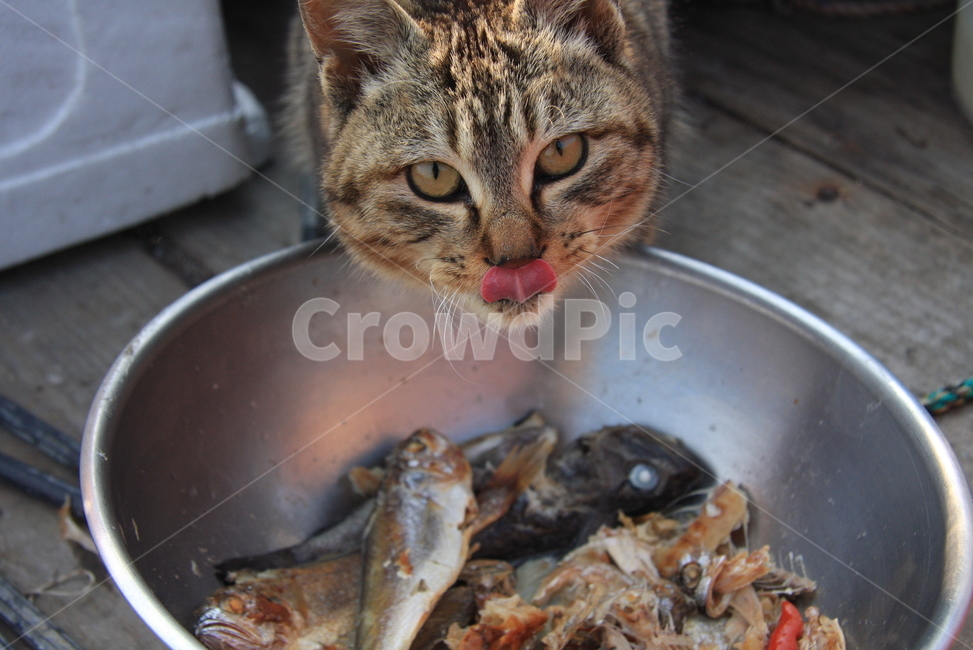 동물,고양이,얌냠,물고기,식사,cat,yamyam,동물,animal,포유류,mammal,고양이,cat,kitten,kitty