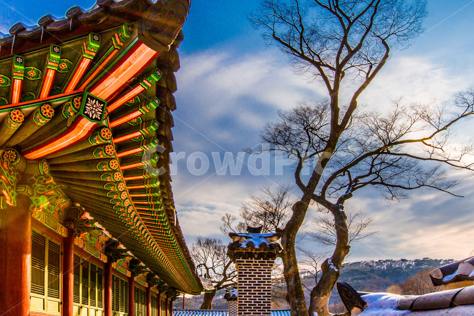 단청,공궁,문화유산,처마,문양,패턴,고목,겨울,계절,winter,season,한국전통,한국문화,korean traditional,korean culture,식물,자연,plants,nature,나무,trees,wood,건축물,건물외관,exterior,building,structure,architecture,construction