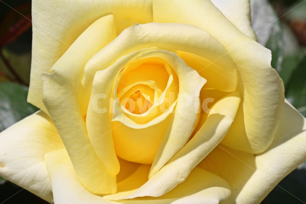 장미,6월,꽃,옐로우,노랑,배경,식물,자연,여왕의꽃,rose,june,flower,yellow,background,plant,natural,foxflower