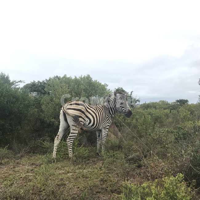 animal,mammal,wildlife,natural,동물,포유류,얼룩말,야생동물,zebra,자연