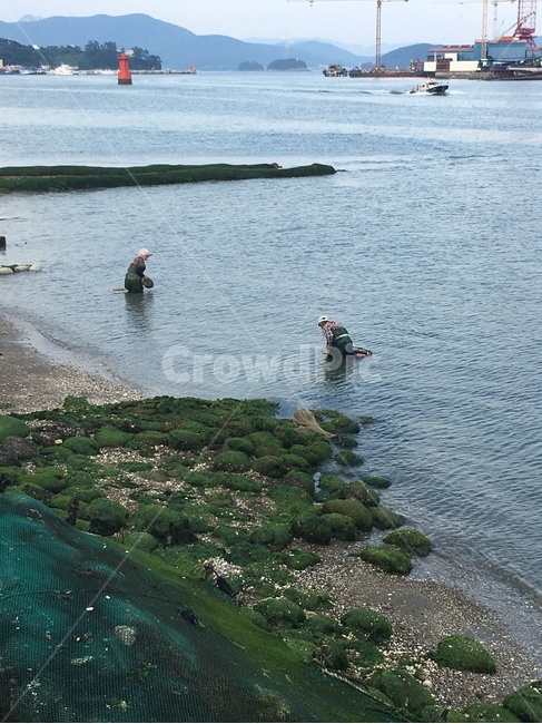 바다,부부,통영,한국,sea,couple,tongyeong,korea,사람,인물,인간,human,person,산업,industry,industrial,어업,fishery,fishing industry