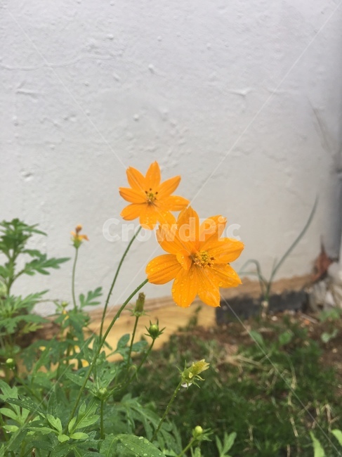 들꽃,꽃,노란꽃,코스모스,자연