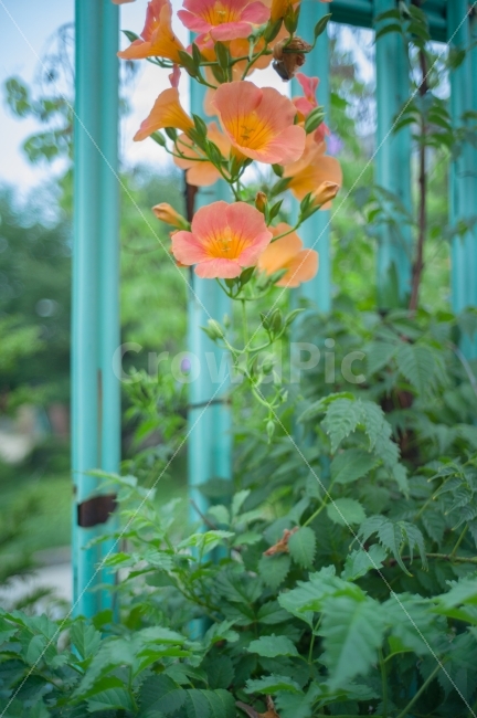 능소화,자연,꽃,감성,그리움,flower,nature,sensitive,missing,식물,자연,plants,nature,꽃,flower