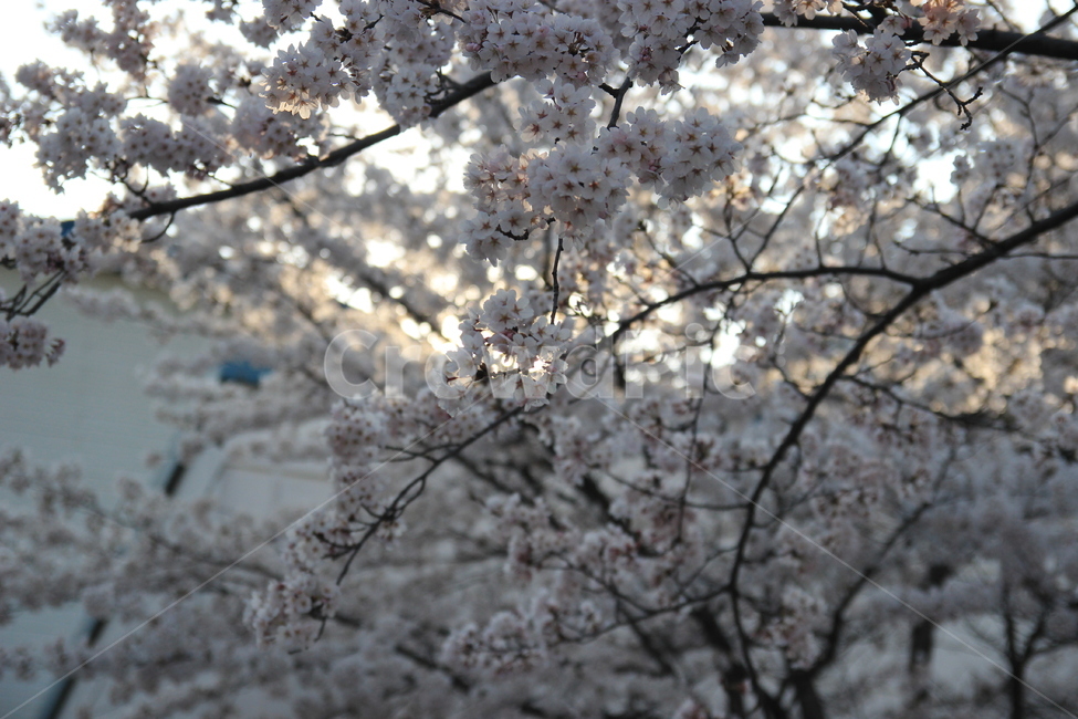 벚꽃,봄꽃,축제,봄나들이,봄하늘,봄,계절,spring,season,식물,자연,plants,nature,꽃,flower,plant,blossom,cherry blossom