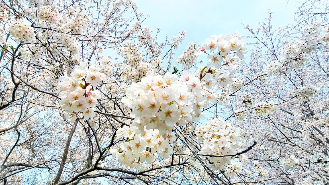 plant,식물,flower,꽃,blossom,벚꽃,cherryblossom