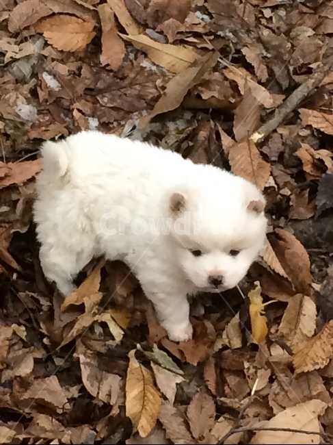 강아지,개,dog,새끼강아지,cute,동물,animal,포유류,mammal,개,강아지,dog,doggy