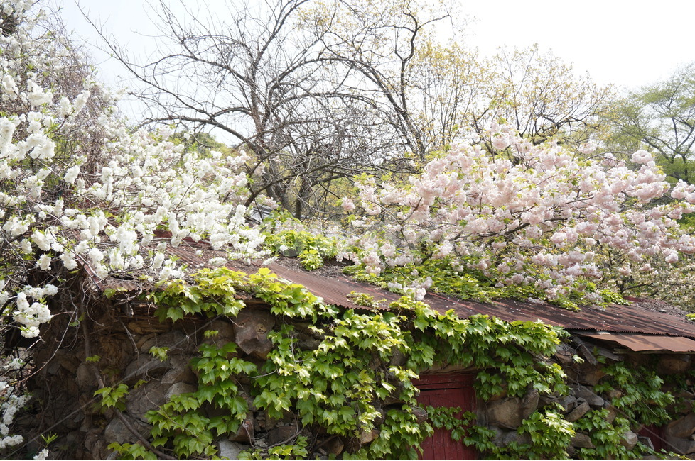겹벚꽃,개심사,핑크,꽃,봄,풍경,봄,계절,spring,season,식물,자연,plants,nature,꽃,flower,plant