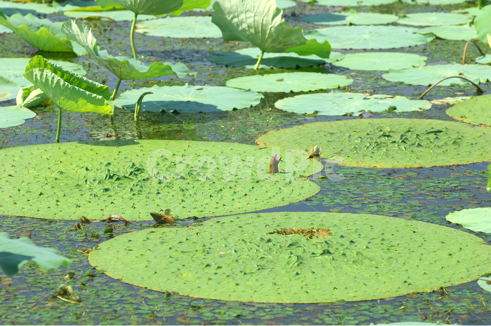 자연,식물,가시연꽃,가시연잎,가시연,연꽃,연못,수생식물,식물,자연,plants,nature