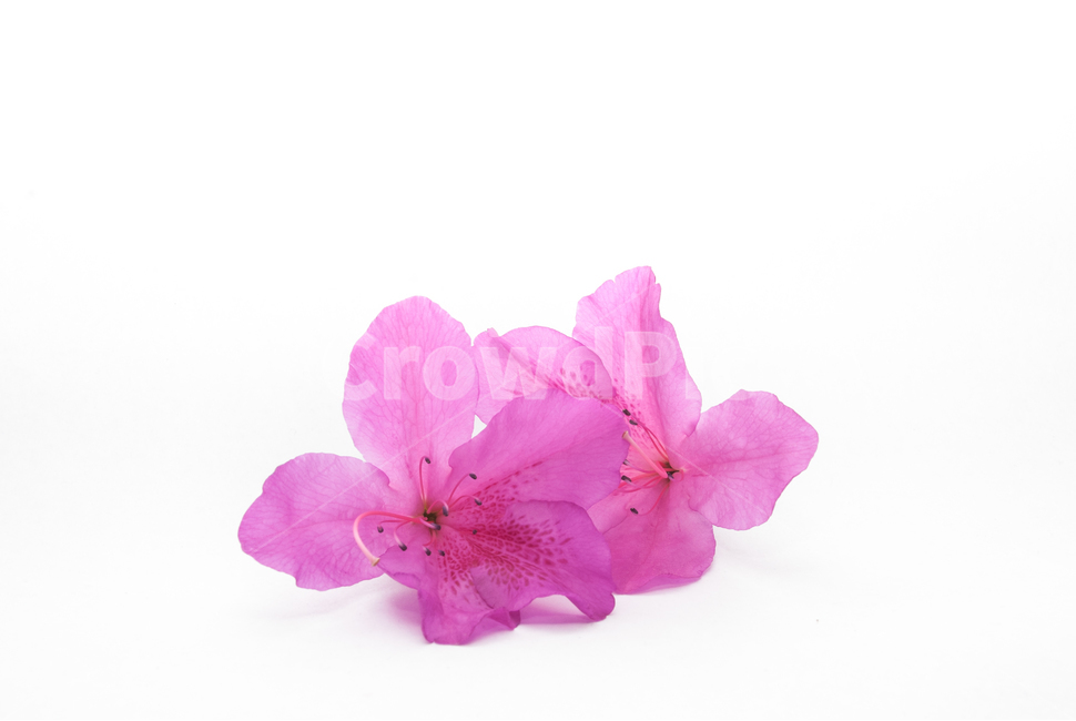 산철쭉,철쭉,누끼,배경,봄,꽃,생화,식물,조경,핑크,분홍,spring,season,flowe,자연,향기,아름다운,화사한,봄꽃,꽃잎,스튜디오,봄,계절,spring,season,식물,자연,plants,nature,꽃,flower,누끼,remove background,geranium,제라늄,plant,blossom