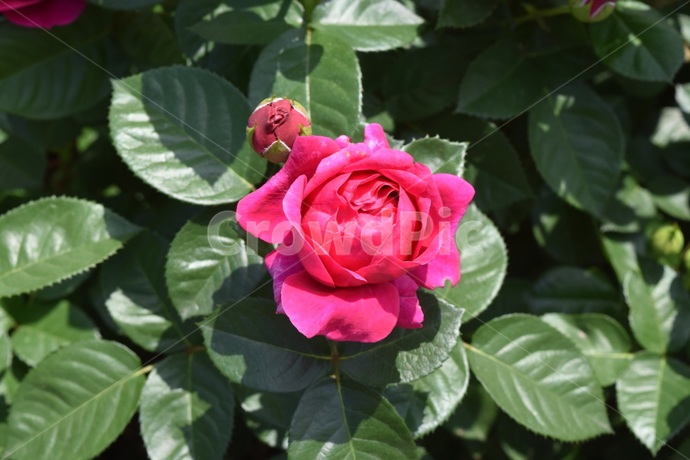 꽃,장미,식물,rose,flower,분홍장미,분홍색,pink,핑크,식물,자연,plants,nature,꽃,flower