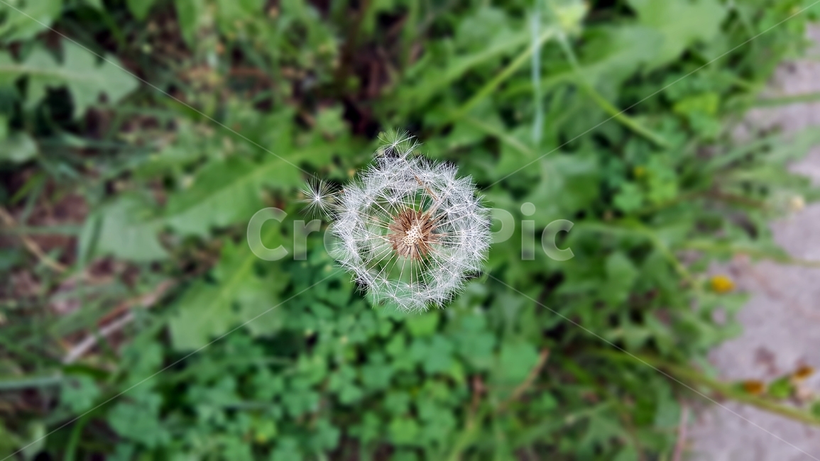 민들레,봄,솜털,식물,씨,계절,자연,가련,감성,바람,풍경,봄풍경,따스함,식물,자연,plants,nature