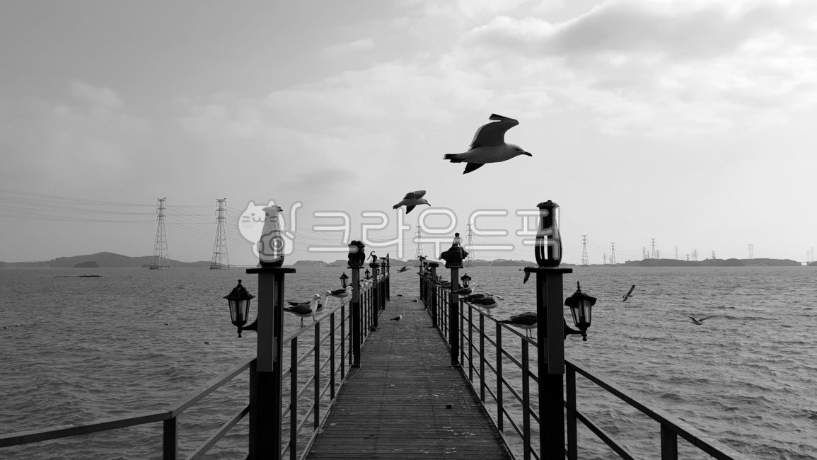 바닷가,갈매기,오이도,새,나무다리,바다,다리,seagull,bird,seaside,sea,서해안,섬,oido,island,ansan,안산,waterfront,워터프론트,water,물,pier,교각,port,포트,animal,동물,bridge,조용,난간,산책로,흑백