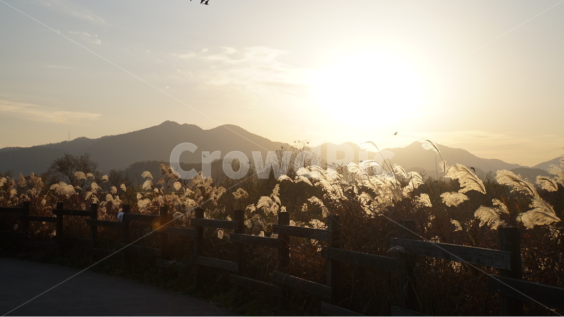 주남저수지,억새,철새,노을,해질녘,sunset,가을,계절,fall,autumn,season,자연,풍경,nature,landscape,한국자연풍경,한국자연경관,korea nature landscape,flare,플레어,light,빛,sunlight,햇빛