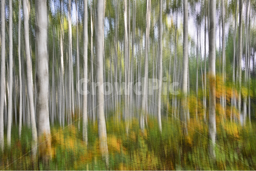 강원도,인제,원대리,자작나무,자작나무숲,원대리자작나무숲,tree,나무,plant,식물,틸팅,다중촬영,자연,풍경,nature,landscape,식물,plants,나무,trees,wood