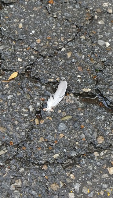 땅바닥,ground,깃털,feather,아스팔트,asphalt,wet