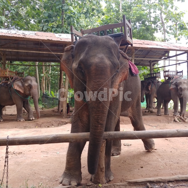 elephant,animal,동물,코끼리,wildlife,mammal,포유류,야생동물,동물,animal,포유류,mammal