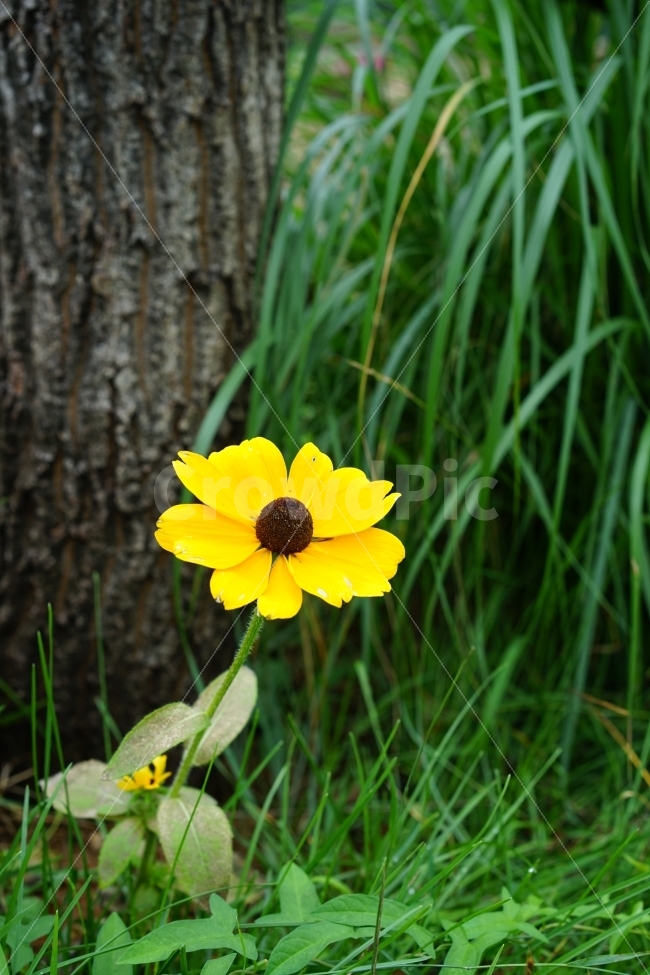 들꽃,꽃,식물,초록색,자연,풍경,꽃한송이,식물,자연,plants,nature,꽃,flower