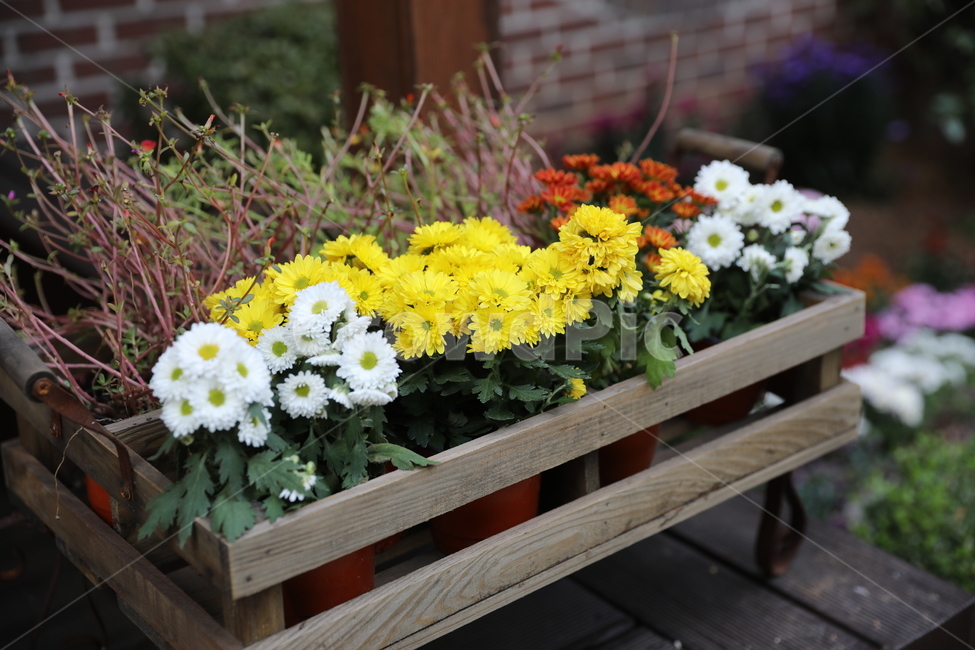 꽃,식물,flower,plant,flowerbouquet,flowerarrangement
