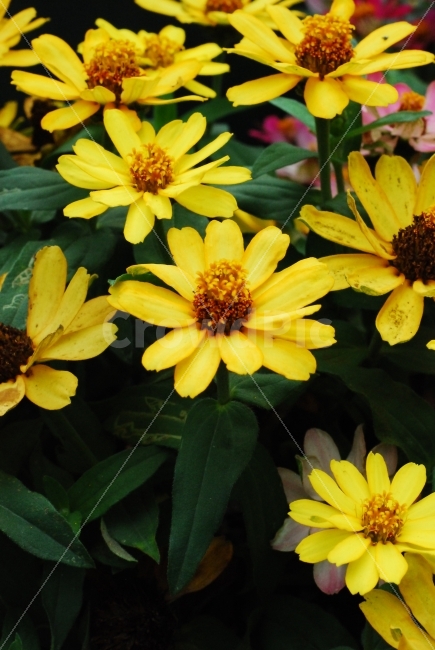 노랑,봄,감성사진,감성,사진,꽃,flower,구절초,이쁜꽃,꽃사진,식물,자연,plants,nature,꽃,flower
