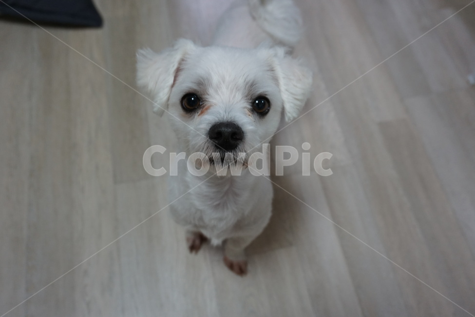 강아지,반려견,개,말티즈,귀여움,동물,animal,포유류,mammal,개,강아지,dog,doggy