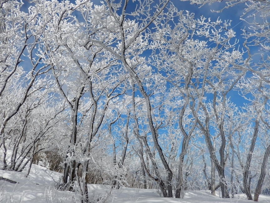 소백산,눈꽃풍경,상고대,겨울풍경,국립공원,겨울동화,힐링,감성,아름다움,뷰티풀,설국,눈풍경,파란하늘,100대명산,겨울명산,설경,서리꽃,영동,snow,landscape,눈,화이트,자연,신비로운,경이로운,천상,비경,치유,산,명산,겨울,계절,winter,season,자연,풍경,nature,landscape,한국자연풍경,한국자연경관,korea nature landscape,식물,plants,나무,trees,wood,outdoors,옥외,storm,폭풍,blizzard,눈보라