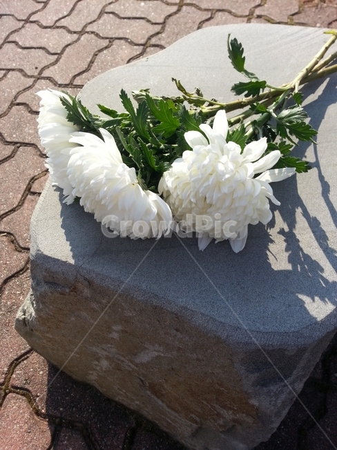 조의,국화,명복,천국,꽃,식물,자연,plants,nature,꽃,flower