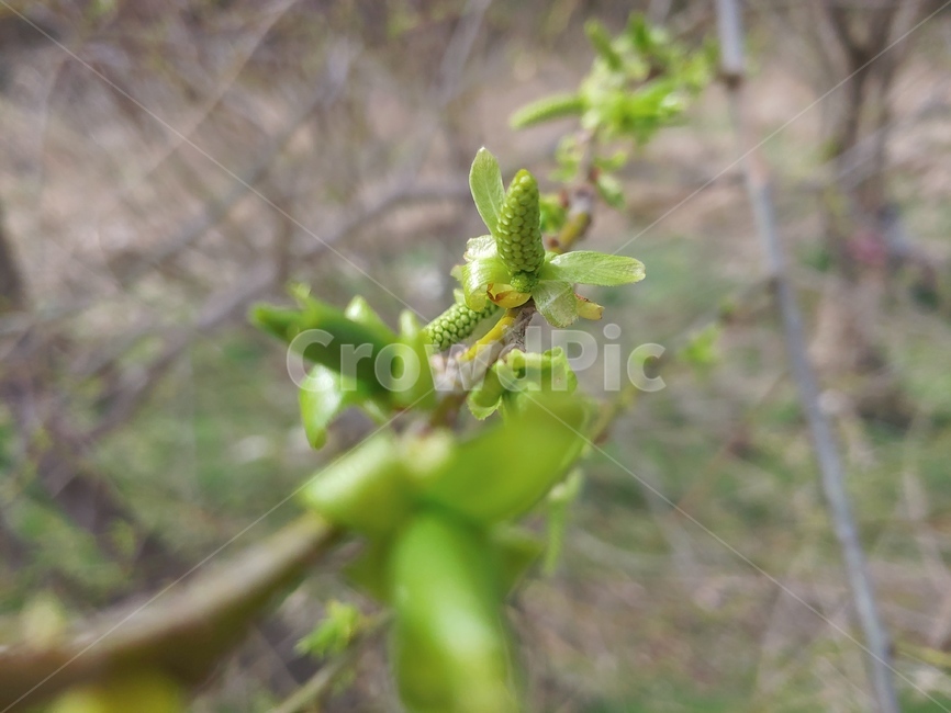 plant,식물,leaf,싹,새싹