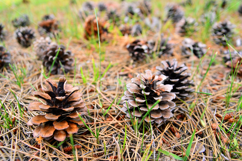 솔방울,열매,소나무,나무열매,씨앗,식물,파인트리,pinecone,땅,대지,바닥,지면,솔잎,결실,바탕,배경,백그라운드,outdoor,seed,패턴,plant,땅바닥,야외,옥외,자연,natural,가을배경,가을,계절,fall,autumn,season,과일,열매,fruit